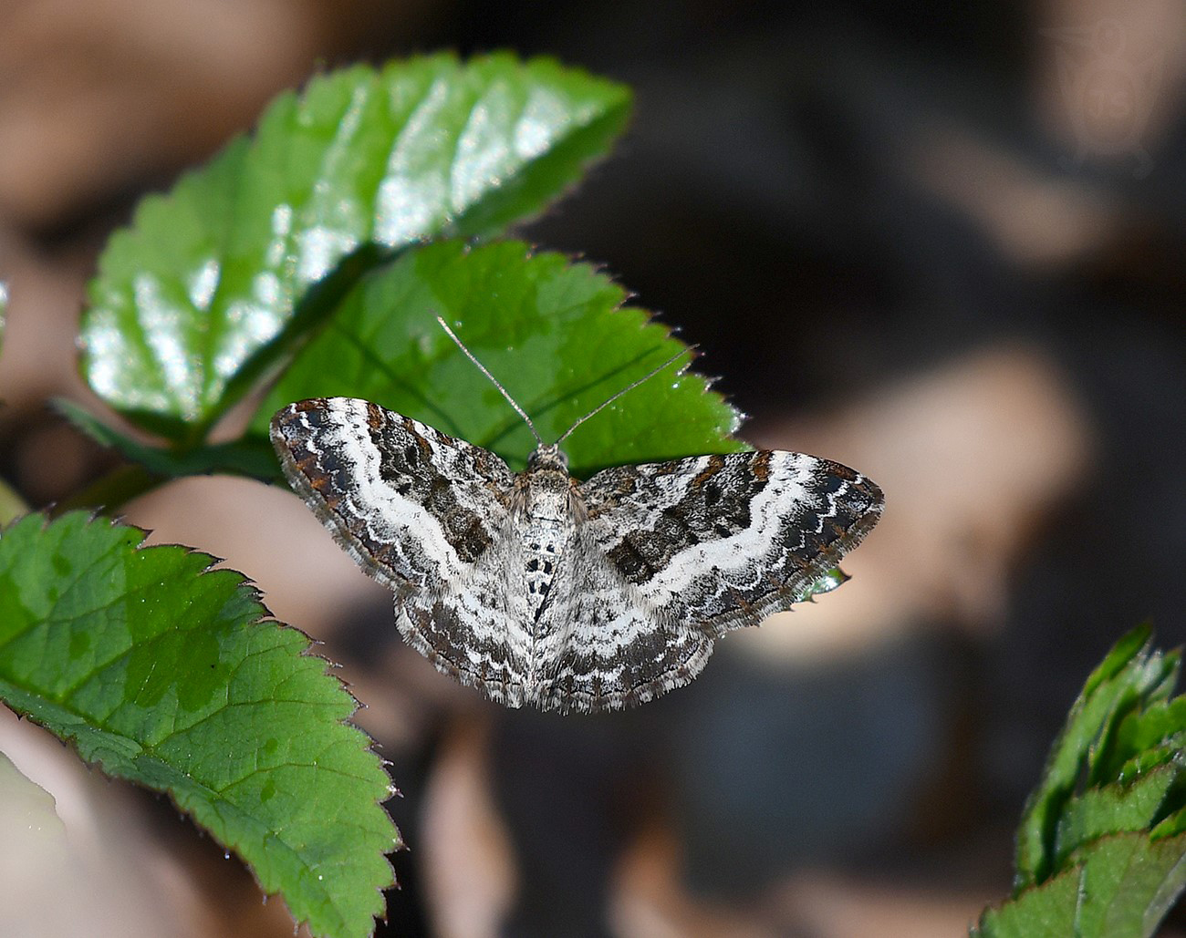 PÍĎALKA OBECNÁ 1 (Epirrhoe alternata)