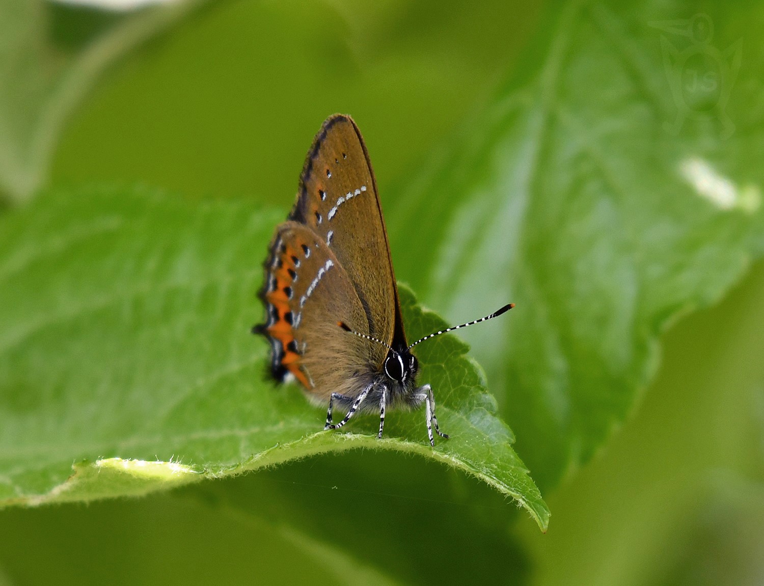 OSTRUHÁČEK ŠVESTKOVÝ 2 (Satyrium pruni)