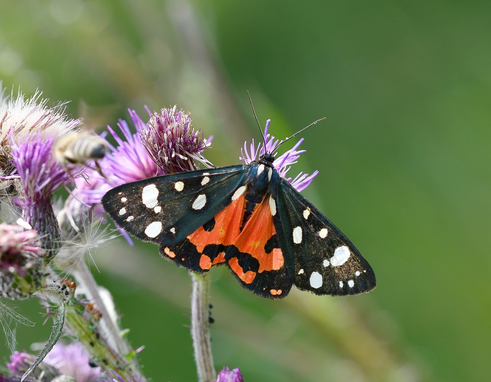 PŘÁSTEVNÍK HLUCHAVKOVÝ 1 (Callimorpha dominula)