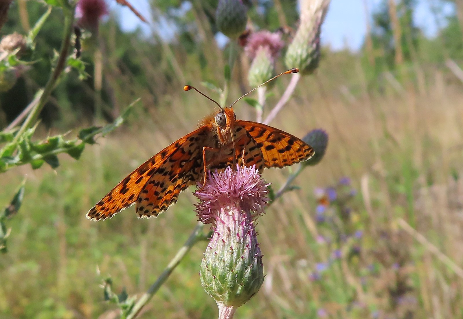 HNĚDÁSEK KVĚTELOVÝ 3 (Melitaea didyma)