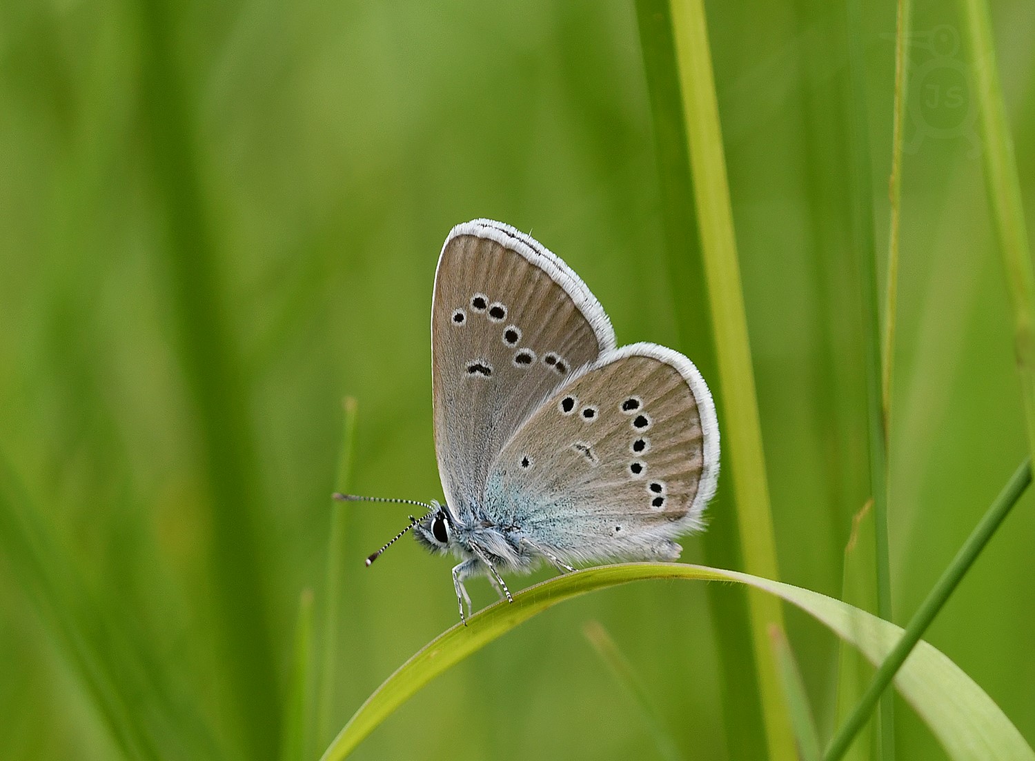 MODRÁSEK LESNÍ 2 (Cyaniris semiargus)