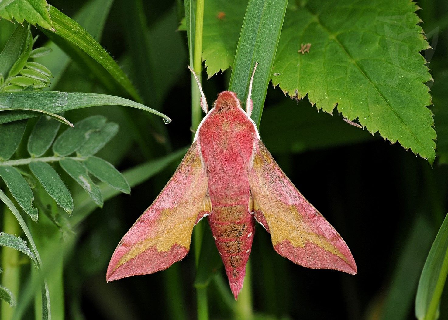 LIŠAJ KYPREJOVÝ 1 (Deilephila porcellus)