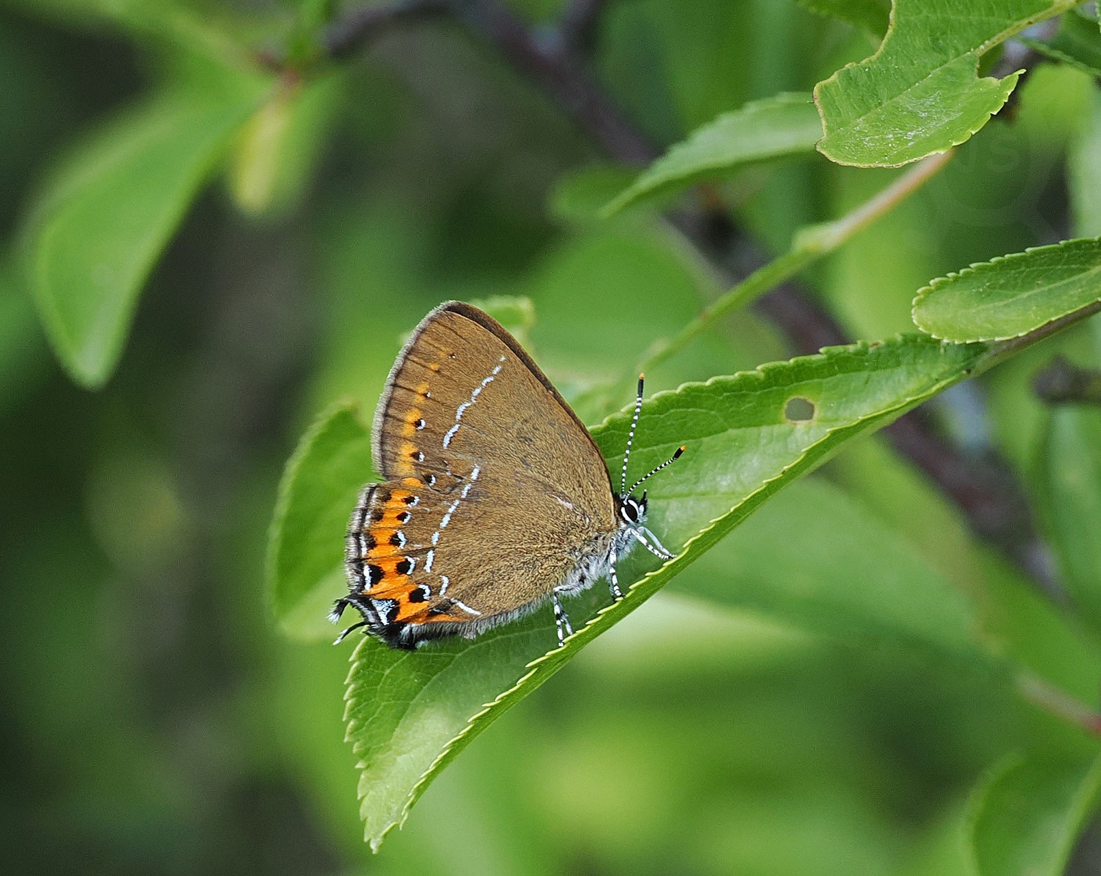 OSTRUHÁČEK ŠVESTKOVÝ 1 (Satyrium pruni))