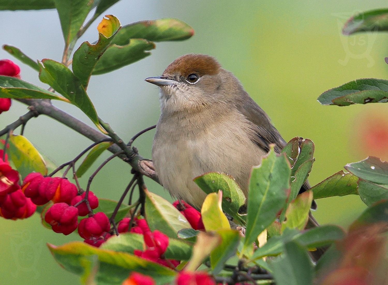 PĚNICE ČERNOHLAVÁ 6 (Sylvia atricapilla), SAMICE