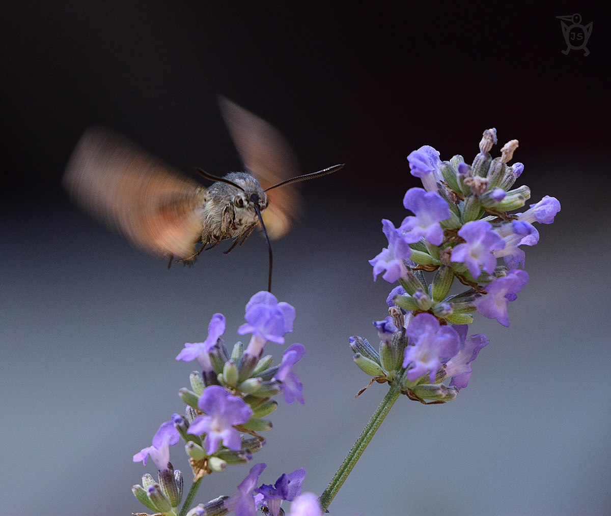 DLOUHOZOBKA SVÍZELOVÁ 1 (Macroglossum stellatarum)