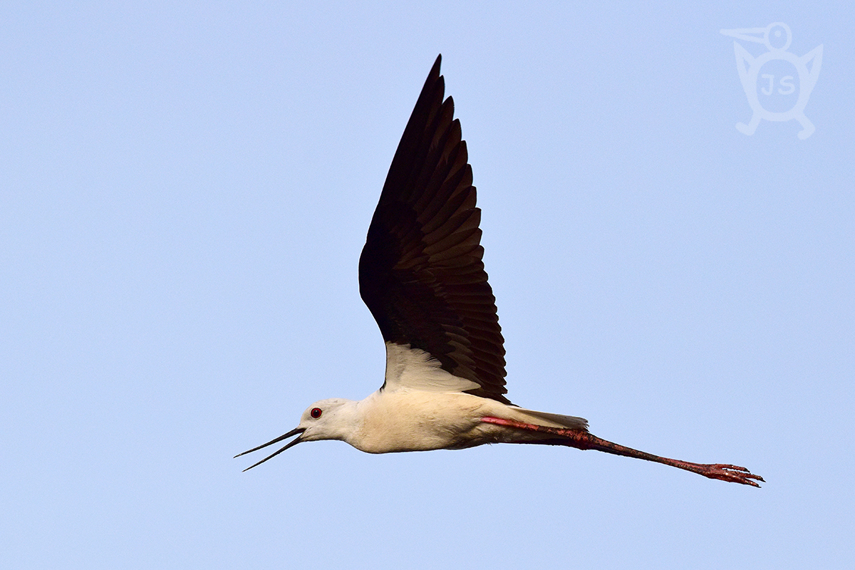 PISILA ČÁPONOHÁ 2 (Himantopus himantopus)