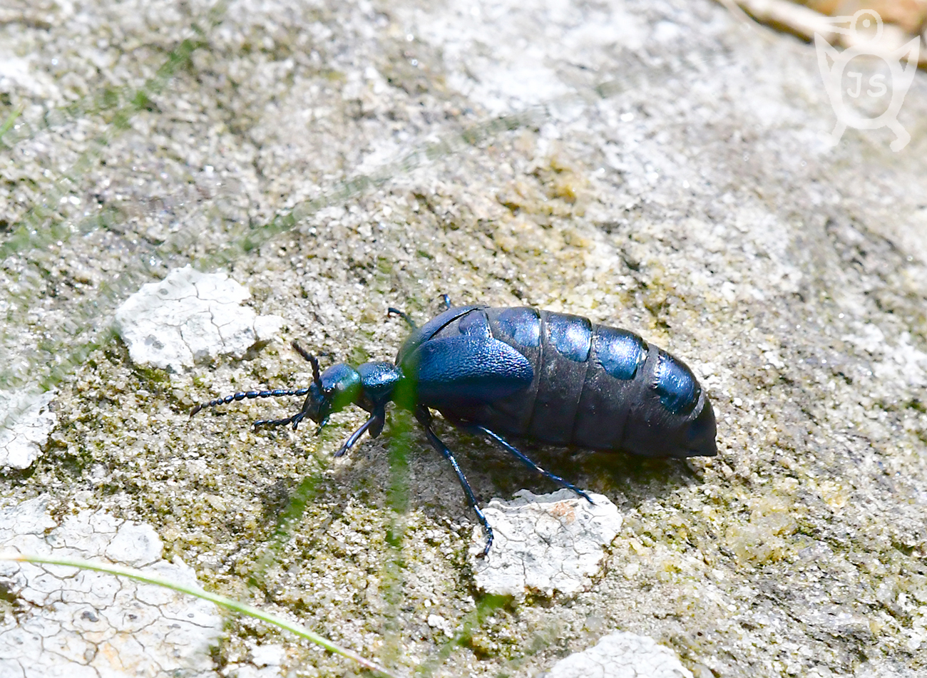 MAJKA FIALOVÁ 2 (Meloe violaceus)