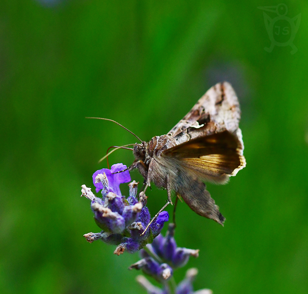 KOVOLESKLEC GAMA 2 (autographa gamma) 