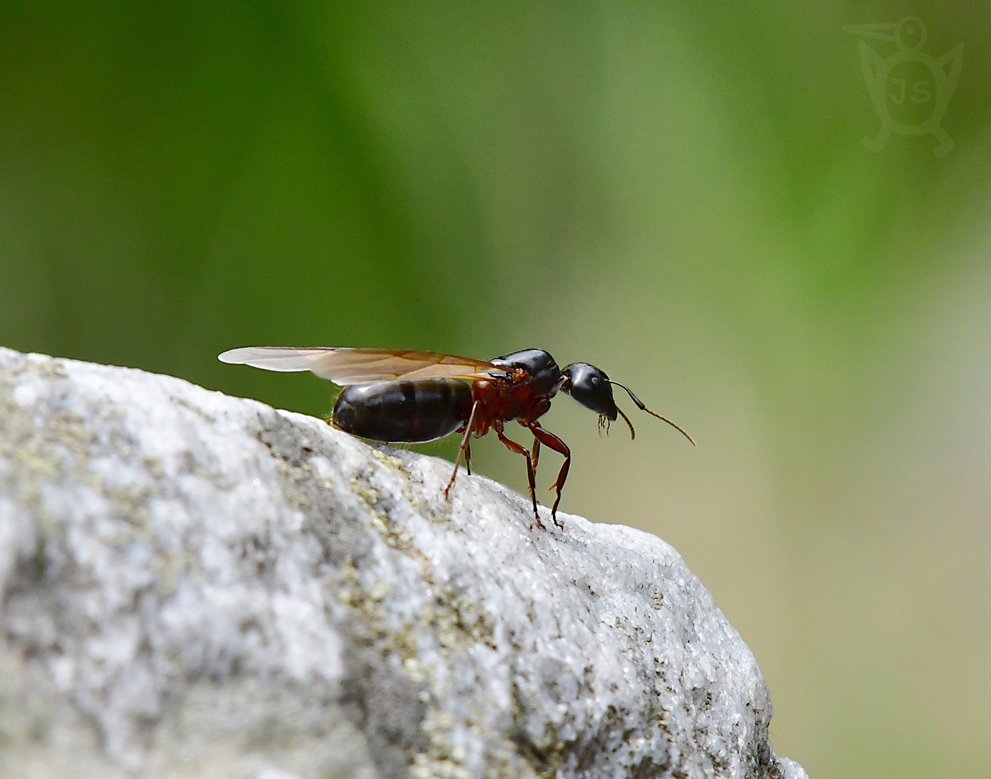 MRAVENEC LESNÍ 2 (Formica rufa) KRÁLOVNA