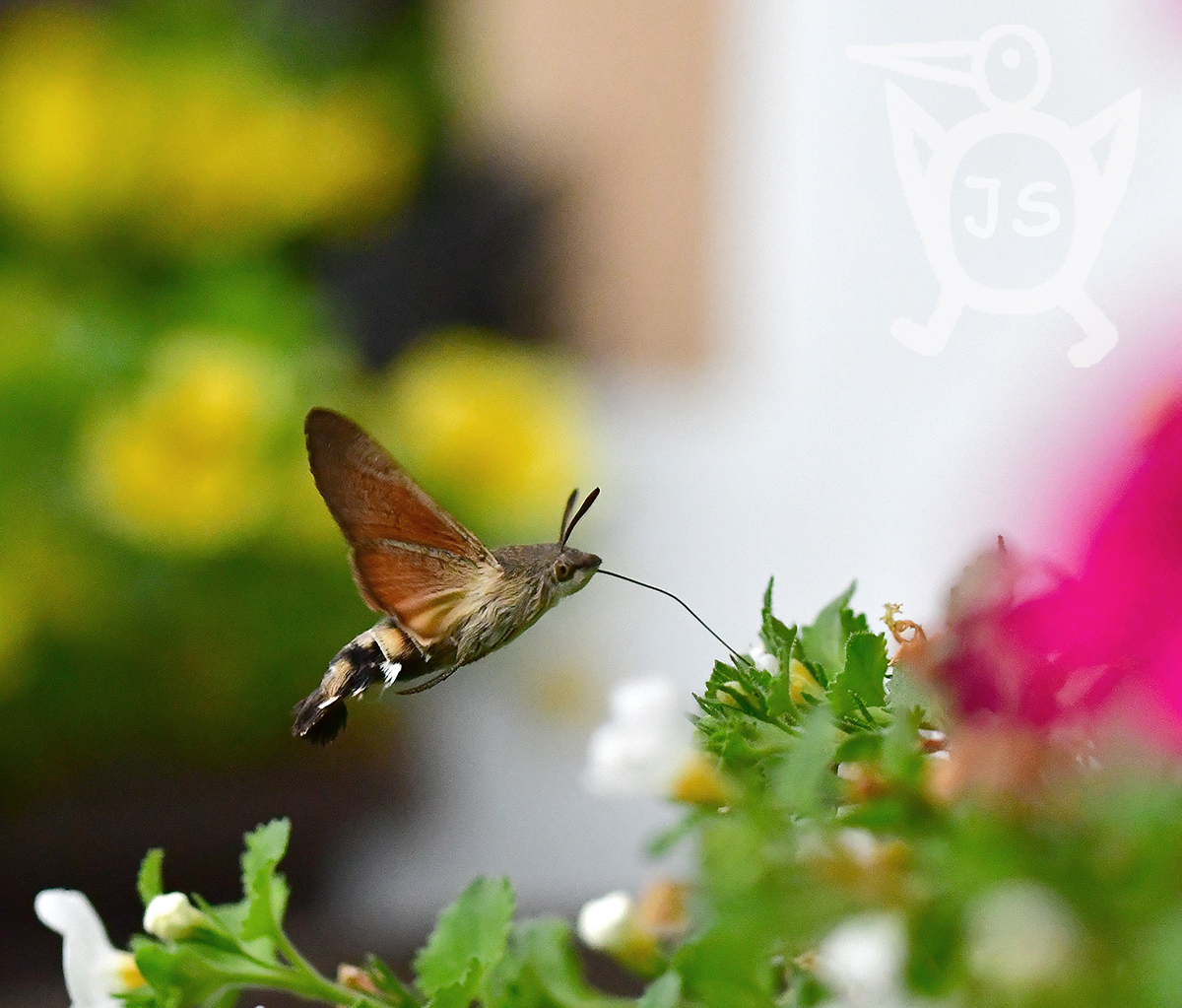 DLOUHOZOBKA SVÍZELOVÁ 3 (Macroglossum stellatarum)