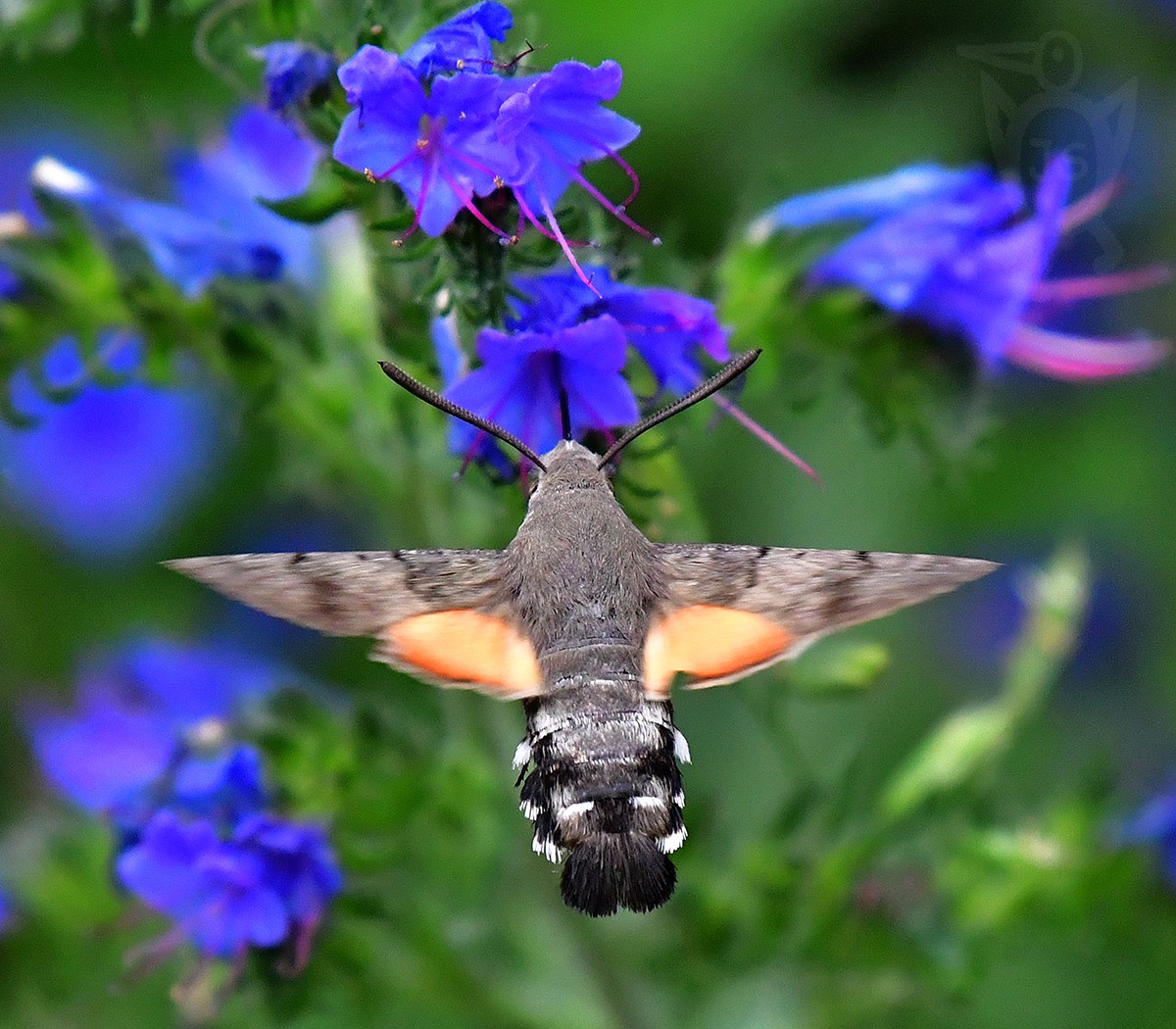 DLOUHOZOBKA SVÍZELOVÁ 4 (Macroglossum stellatarum)