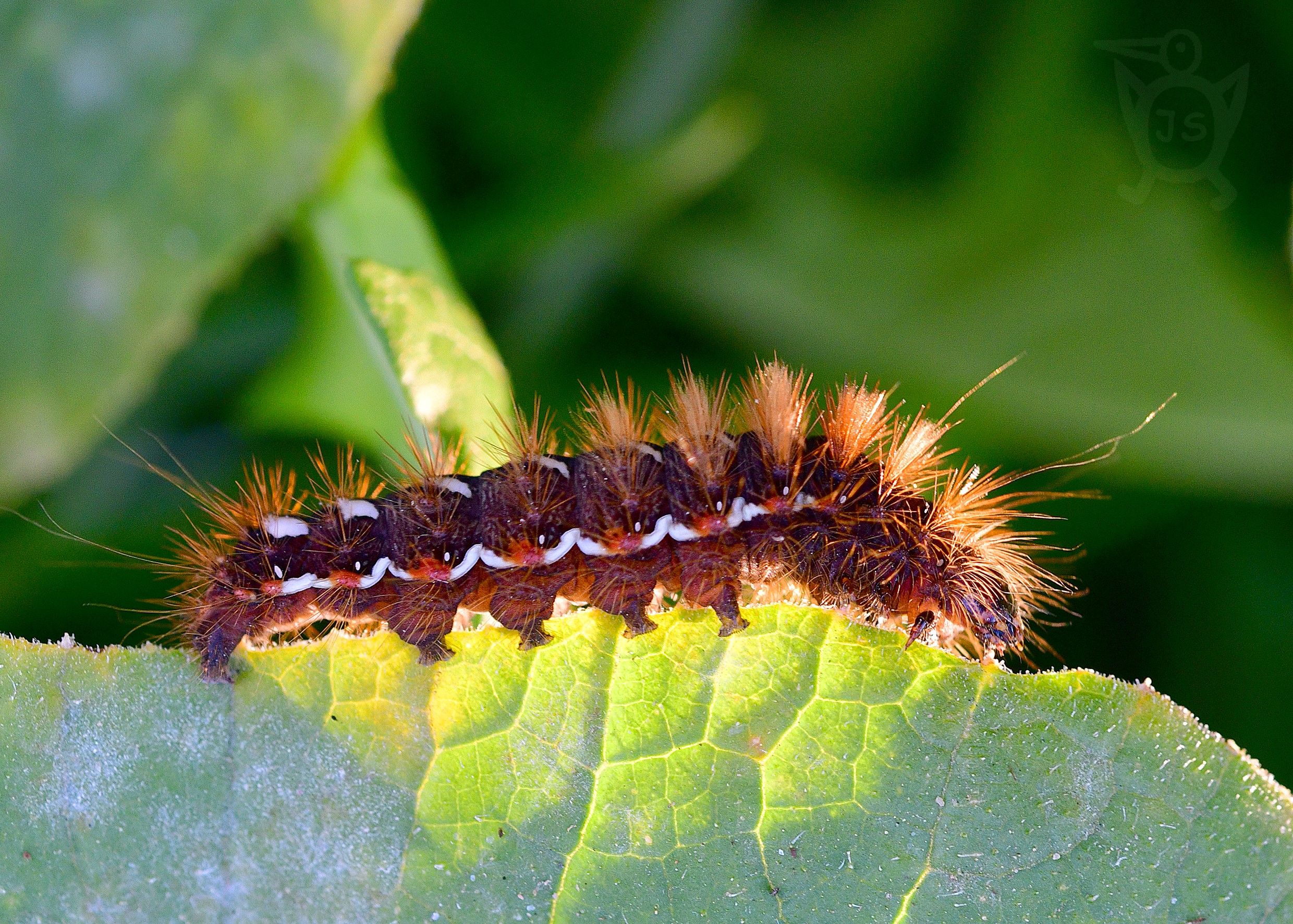 ŠÍPOVĚNKA HOJNÁ 1 (Acronicta rumicis)