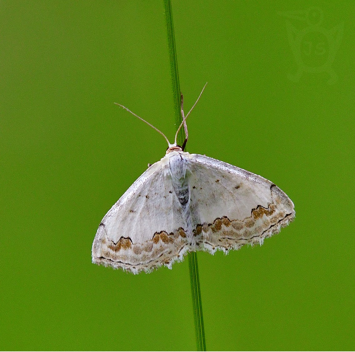 VLNOPÁSNÍK OKRÁŠLENÝ 1 (Scopula ornata)