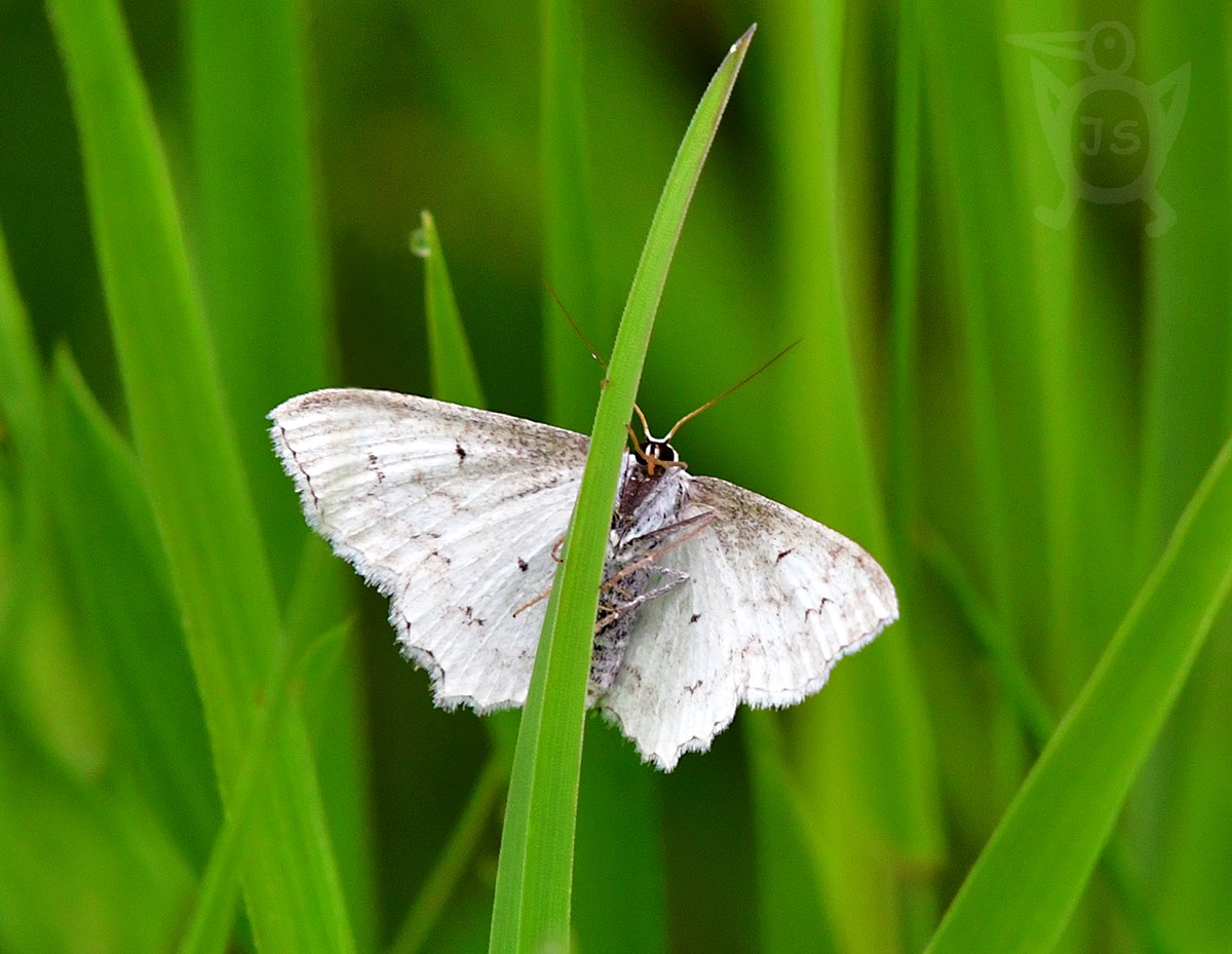 VLNOPÁSNÍK OKRÁŠLENÝ 2 (Scopula ornata)